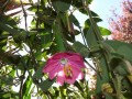 Die Blüte der Curuba