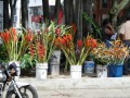 Straßenstand mit Heliconien und Strelizien