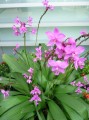 Orchidee als Außenbegrünung