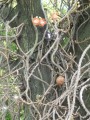 Flor de Herico, ein außergewöhnlicher Baum ursprünglich aus Mexico