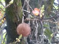 Blüten und Früchte sitzen direkt am Stamm