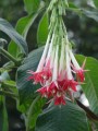 Bolivianische Fuchsie