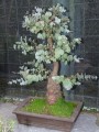 Eucalyphtus als Bonsai, 37 Jahre alt