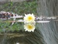 Seerose