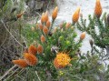 Protea Chuquiraga spinosa hat ihren Lebensraum auf 3.300-4.800 m ü. n.