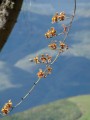 Orchideen, in luftiger Höhe, hängen von den Bäumen