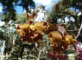 Ungewöhnliche Orchideensorten...