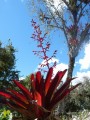 und Bromelien in Hülle und Fülle machen die Ruine zu einem kleinen Paradies