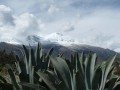Agave kurz vor der Schneegrenze