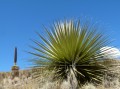 Und hier ist sie: Puya Raimondi