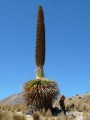 Die Blüte kann bis zu elf Metern hoch werden und ist die größte der Welt